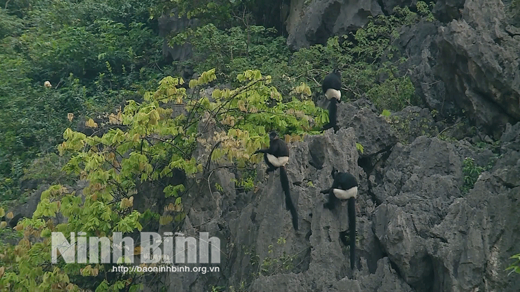 Delacour’s langurs inhabit the Van Long Wetland Nature Reserve in Ninh Binh province.