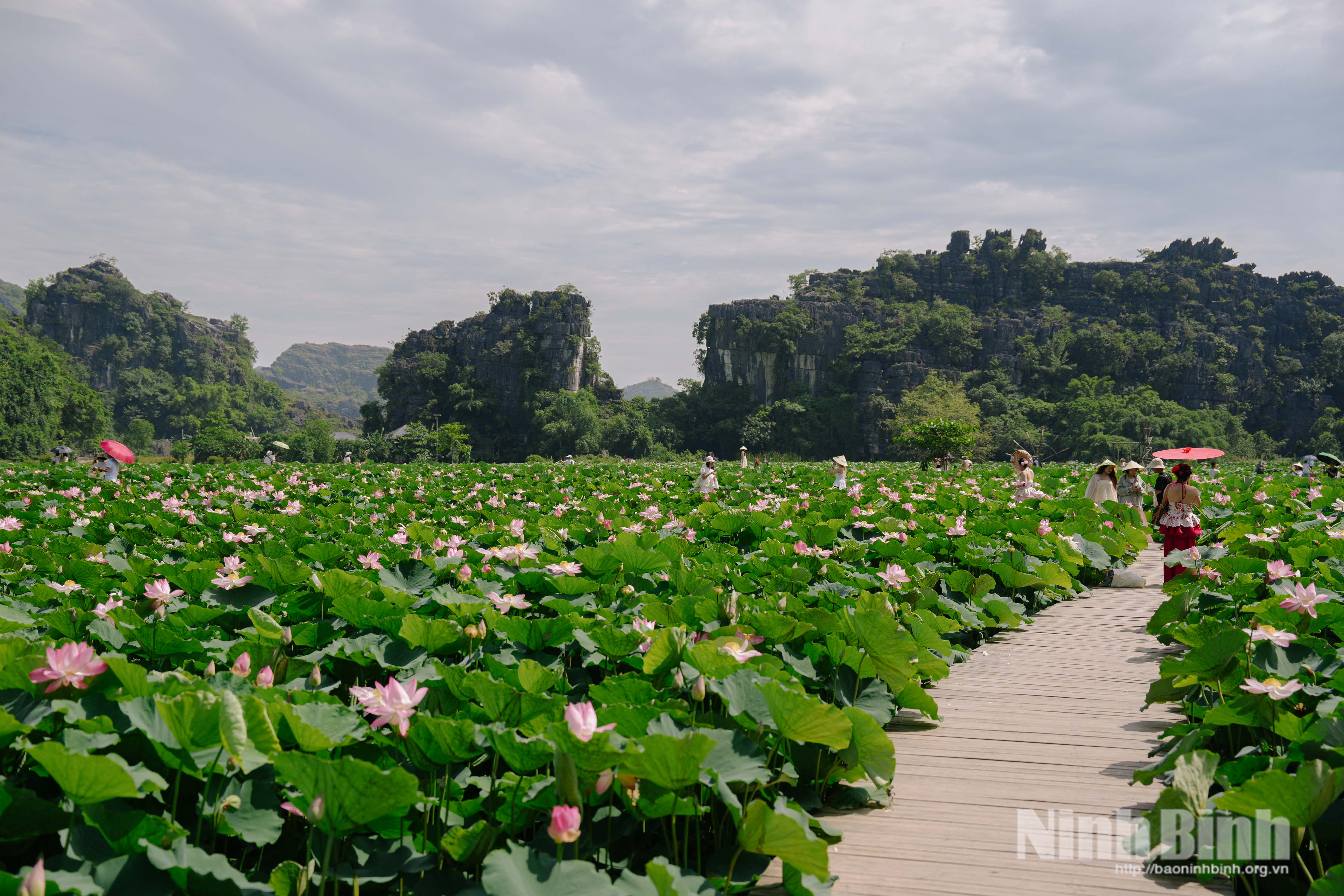 The lotus pond attracts a large number of international and domestic tourists.