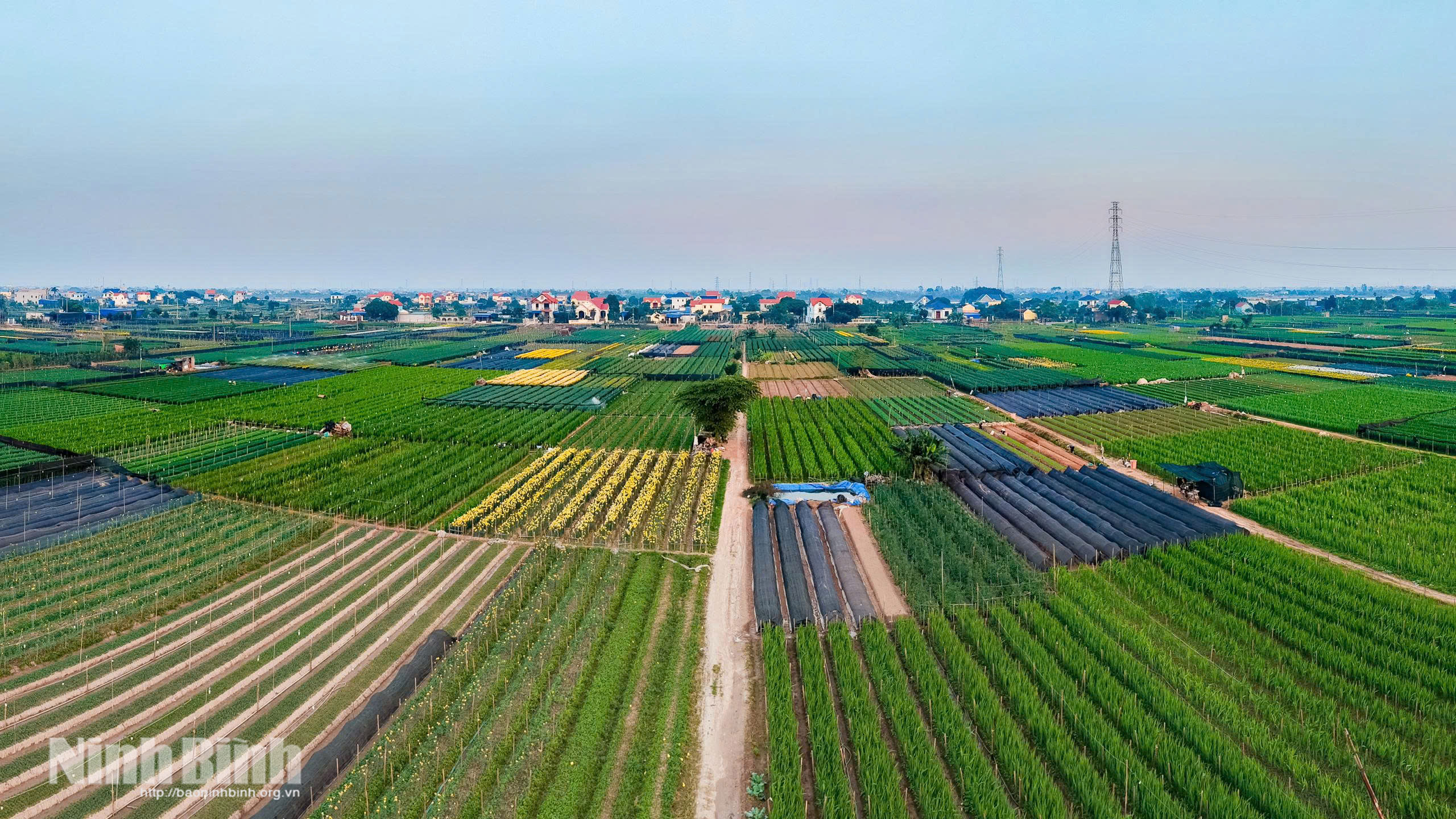 Vùng trồng hoa Hồng Hà phát triển trên đất bãi phù sa ven sông Hồng, trở thành một trong những vùng sản xuất nông nghiệp hàng hóa tiêu biểu của phường Thiên Trường. Ảnh: Ngọc Linh